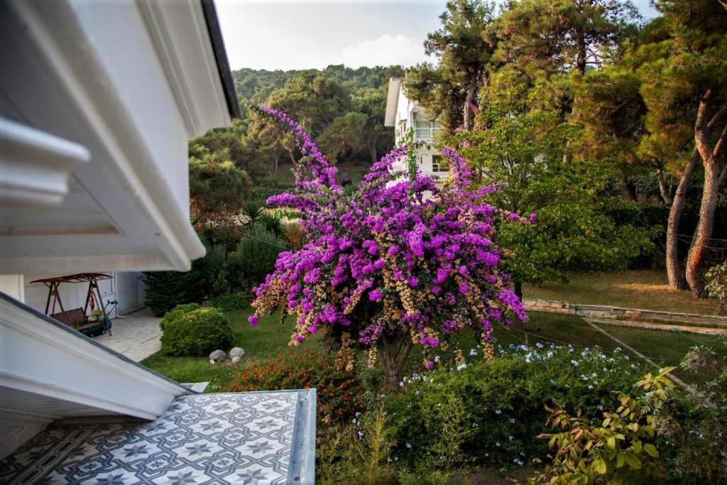 Triada Hotel Bueyuekada アダラー エクステリア 写真